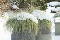 Grasses in pots covered with snow.