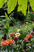 View under the leaves of Tetrapanax papyifera 'Rex' of Hemerocallis 'El Desperado' and Alstroemeria 'Indian Summer' in a garden which is situated in a steep-sided valley or combe with its own sheltered microclimate which permits tender exotic plants to flourish