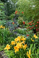 Hemerocallis 'Mary's Gold' and Lilium martagon 'Arabian Knight' garden which is situated in a steep-sided valley or combe with its own sheltered microclimate which permits tender exotic plants to flourish