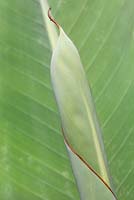 Emerging Canna leaf unfurling