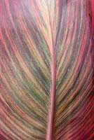 Close up of a Canna 'Durban' leaf