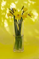 Still life - Tete-e- Tete Daffodils in glass vase 