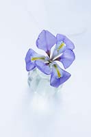 Iris unguicularis in small glass vase
