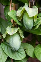 Fruit of Cobaea scandens