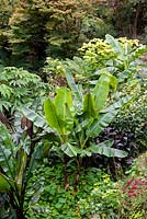 Musa sikimensis in a tropical-style bed 