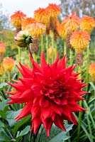 Dahlia 'Kenora Valentine' in front of Kniphofia rooperii