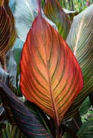 Canna 'Durban' leaf