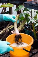 Colocasia stem and roots dipped in the fungicide 'Dieldrin'