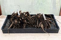 Dahlia 'David Howard' tubers in a tray in a greenhouse for overwintering