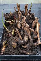Canna rhizomes in a tray ina greenhouse for overwintering