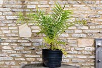 Phoenix canariensis - Canary Island Date Palm - in a pot, on a table by wall