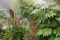 Misty view along a path lined with bold foliage plants
