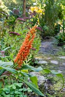 Cautleya spicata - Himalayan Ginger - in a bed by path