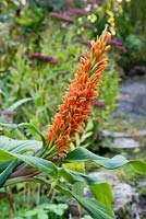 Cautleya spicata - Himalayan Ginger