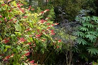 Ipomoea lobata - Spanish Flag, with Sambucus 'Black Lace', Tetrapanax and bamboo nearby