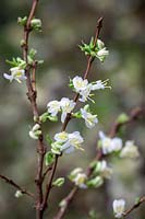 Lonicera fragrantissima - Winter-flowering honeysuckle, Sweetest honeysuckle