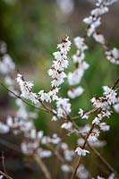Abeliophyllum distichum - White forsythia