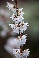 Abeliophyllum distichum - White forsythia