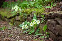 Primula vulgaris - Primrose - growing at the base of an informal stone wall in the woodland garden