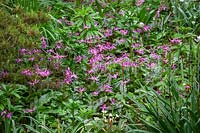Erythronium revolutum in the woodland garden