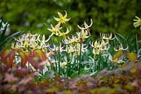 Erythronium 'Joanna'  - Fawn lily - growing with epimedium in the woodland garden