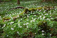 A carpet of Anemone nemorosa - Wood anemone, Wind-flower, Moonflower, Lady's nightcap - in a Gloucestershire woodland