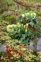 Two square terracotta pots of Tulipa 'Purissima' either side of a path at Glebe Cottage