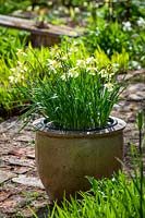 Narcissus 'W.P. Milner' in a terracotta pot at Glebe Cottage