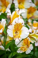 Alstroemeria 'Apollo' - Peruvian Lily