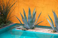 Agave americana planted by pool in front of an orange painted wall.Beneath a Mexican Sky Garden, RHS Chelsea Flower Show 2017