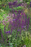 Rivers of Salvia nemorosa 'Caradonna' AGM - Balkan clary. Breaking Ground Garden, RHS Chelsea Flower Show 2017