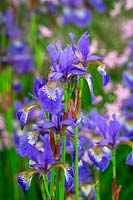 Iris 'Tropic Night' - Siberian iris