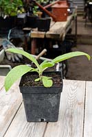 Echium pininana seedling