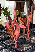 Canna 'Durban' overwintering in a greenhouse
