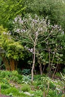 Paulownia tormentosa - Foxglove Tree - in flower in a mixed bed