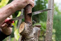 Close up of stooling Paulownia tormentosa - Foxglove Tree - with pruning saw