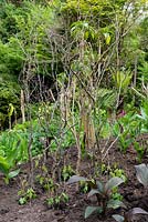 Branches provide a framework of stakes for newly planted out Ipomea lobata to climb up