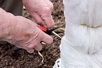 Cutting an elastic band tie which has held fleece around a Musa sikkimensis for winter protection