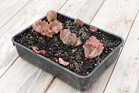Propagated Echiveria 'Red Sea Monster' in a tray