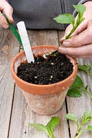 Placing a Dahlia cutting into compost around the edge of a pot