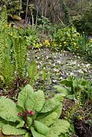 Aponogeton distachyos in a pond with Caltha palustris, Primula 'Miller's Crimson' and Matteuccia struthiopteris