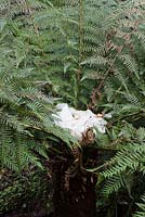 Fleece placed in the the crown of Dicksonia antarctica for winter protection