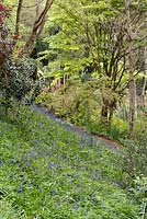 Hyacinthoides non-scripta - Bluebell - carpet on slope in woodland