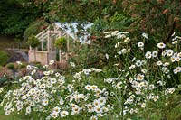 Leucanthemum vulgare - Ox Eye Daisy - in a country cottage garden