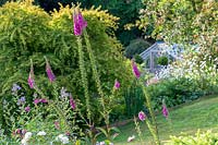 view through fading Digitalis - Foxglove - to a lawn and border on a slope 