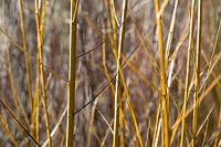 Salix alba var. vitellina - Golden Willow 
