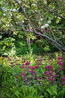 Shady woodland garden with pond, Gunnera manicata, Viburnum opulus 'Roseum' and Candelabra Primula planted at edges