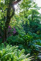 Shady woodland garden near pond,with  Gunnera manicata, fern and Rhododendron planted at edge