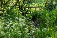 Anthriscus sylvestris - Cow Parsley - in shady by pond