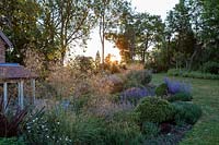 The golden seedheds of Stipa gigantea with Potentilla 'Abbotswood white' and sapphire blue Nepeta 'Walkers Low' in summer bed at sunset
